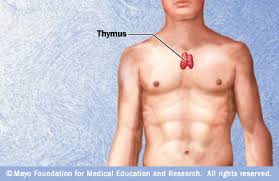 Thymus2