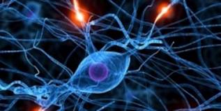 neurones