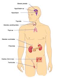 glandes endocrines
