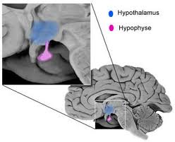 hypothalamus