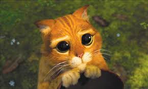 chat de shrek