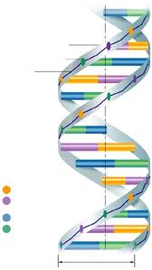 ADN structure
