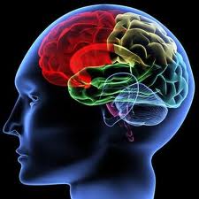 cerveau8