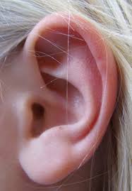 Oreille3