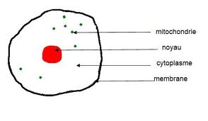 Cellule3